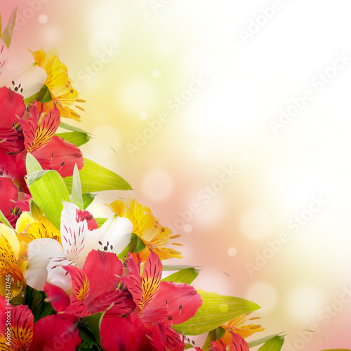 Fototapeta Naklejka Na Ścianę i Meble -  Beautiful flower is in the rays of light, blured and colored