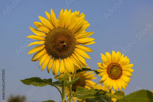Sunflower © wachararwish