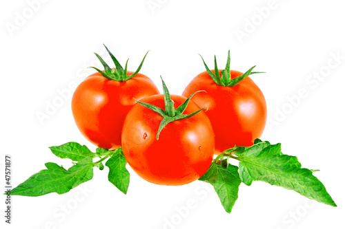 Lush tomatos with green leafs. Isolated