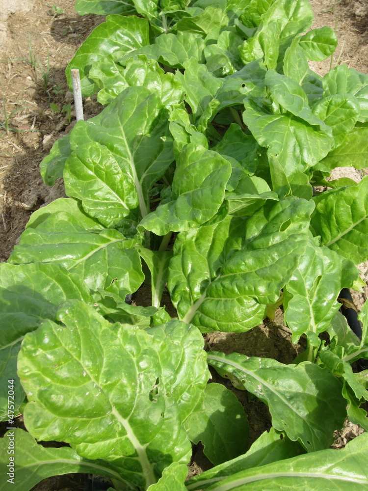 acelgas (Beta vulgaris cicla) acelgas (Beta vulgaris cicla)