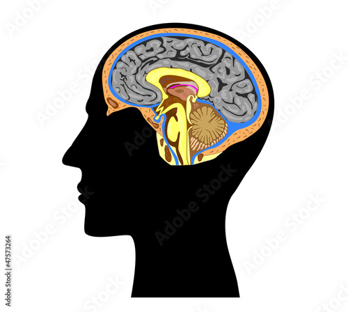 silhouette of a human head with brain anatomy  inside