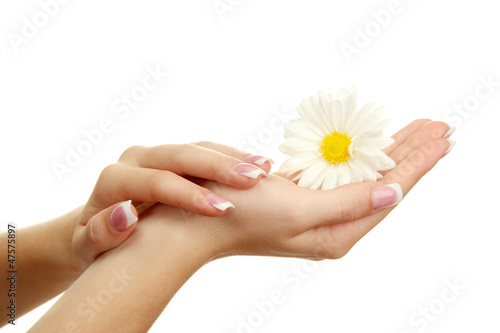 Beautiful woman hands with camomile  isolated on white