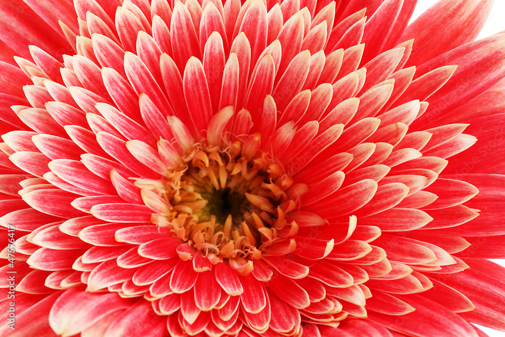 beautiful gerbera flower, close up beautiful gerbera flower, close up