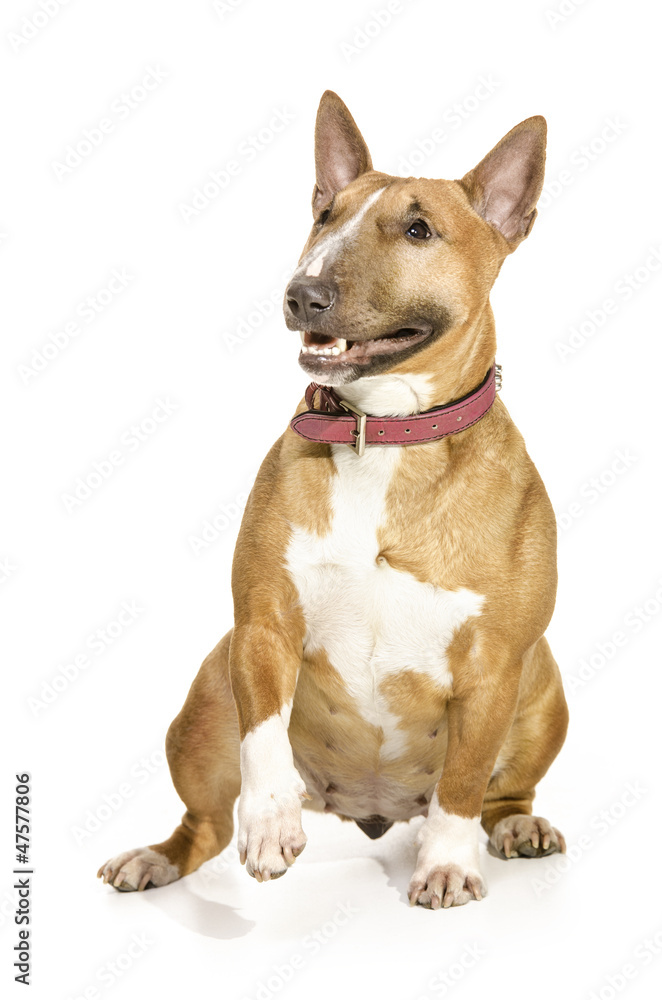 Beautiful female Bull terrier sitting and lifting a paw.
