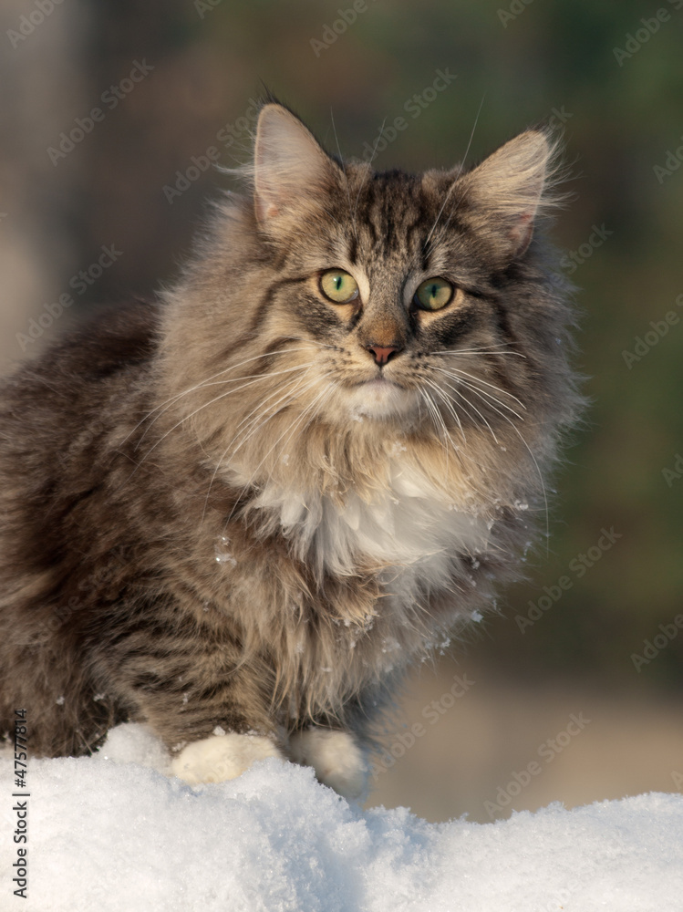 kotka Norweska Leśna