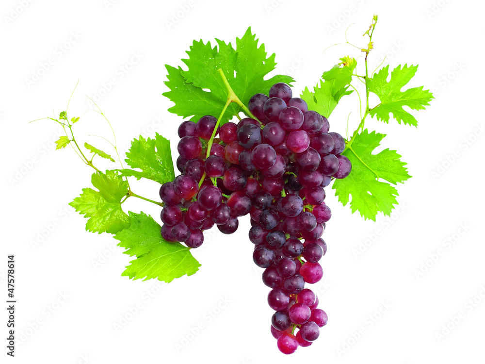 Fototapeta premium Branch of black grapes with green leaf. Isolated