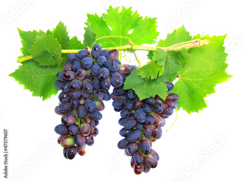 Black grape on cane vine with leafe. Isolated