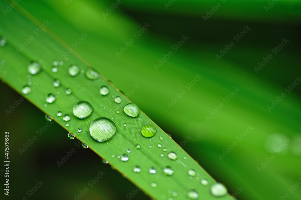 緑と水滴