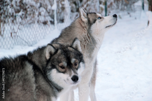 huskies im schnee