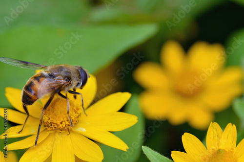 ミツバチ © TOMO