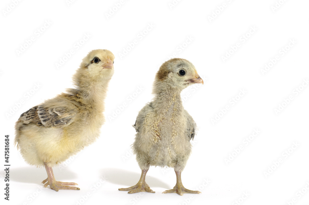 Two funny baby chicken on white
