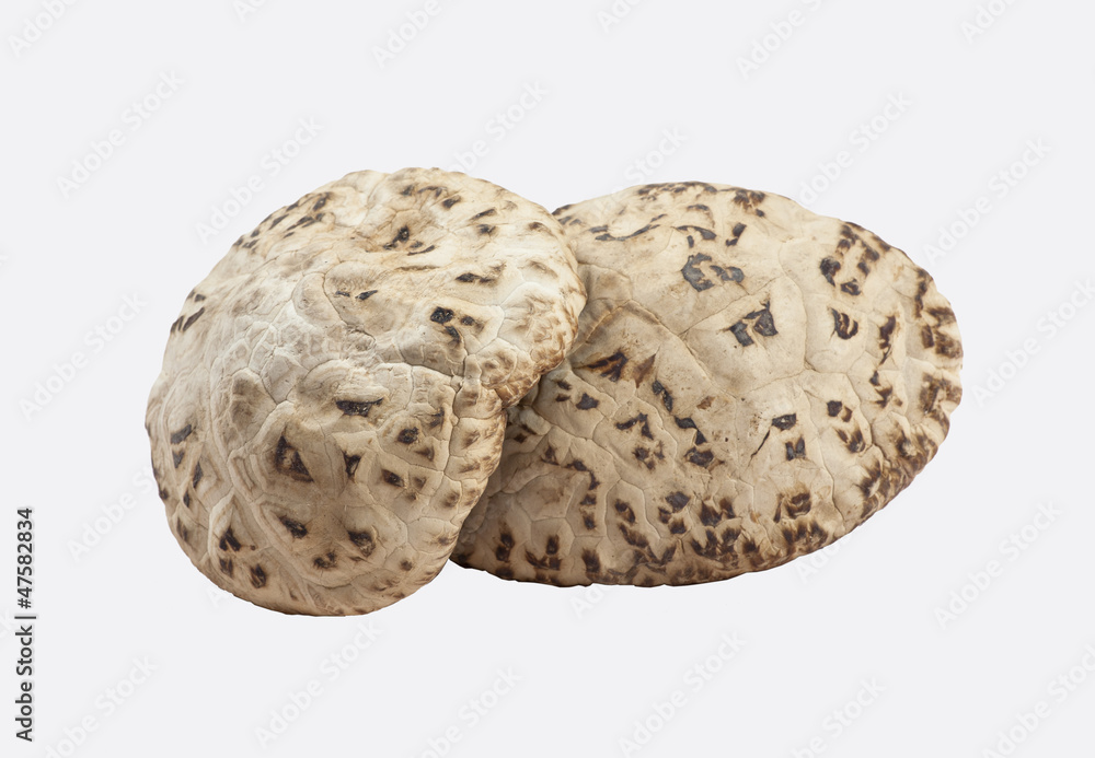 Shiitake Mushroom Shiitake Mushroom