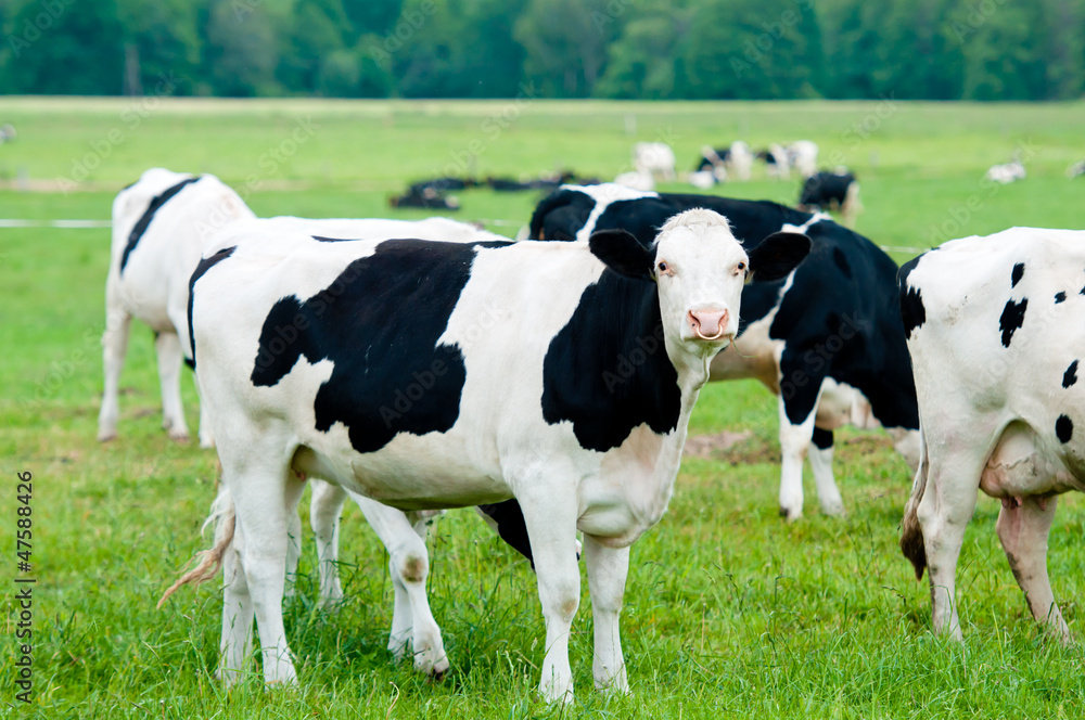 herd of cows on the pasture