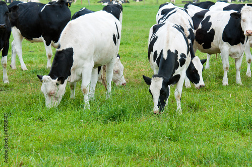 herd of cows on the pasture