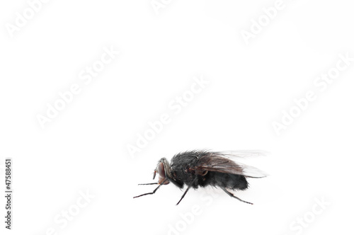 Fly isolated