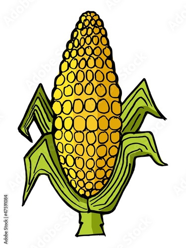 Hand drawn, vector illustration of ear of corn