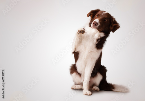 Leinwand Poster Junior brown border collie sitting and raising a paw