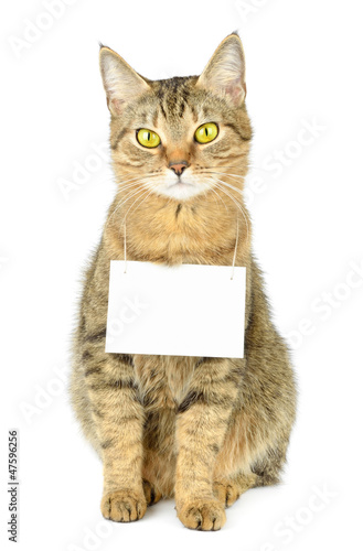 Cardboard hang on neck of cat