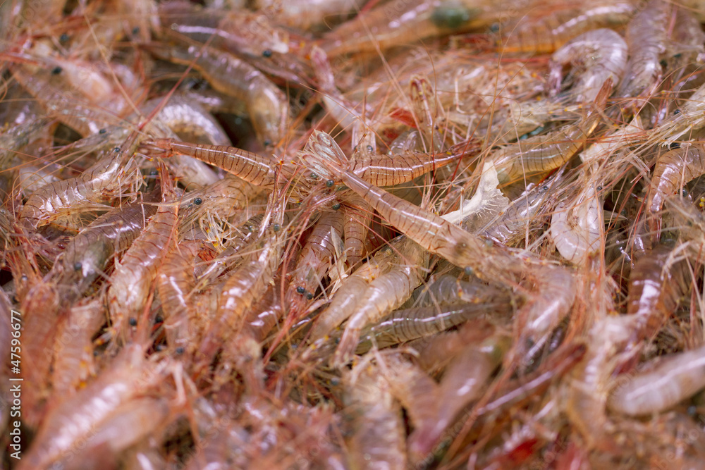 alive transparent shrimps at the fish merchant