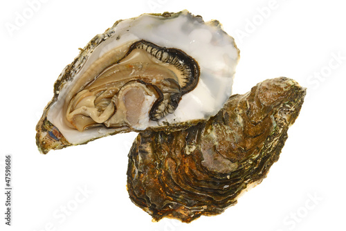 Fresh Oyster photo