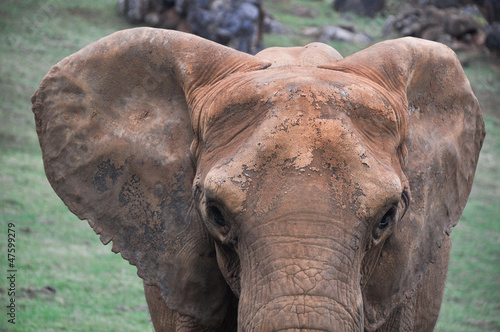 Closeup portrait of an african elephant