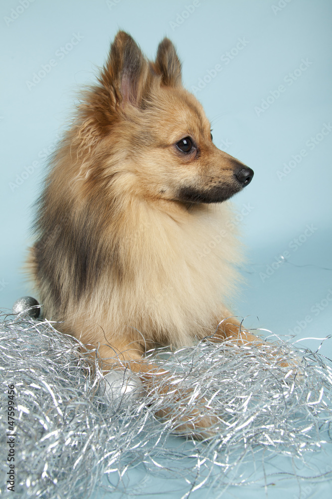 Obraz premium Mini spitz on colored background
