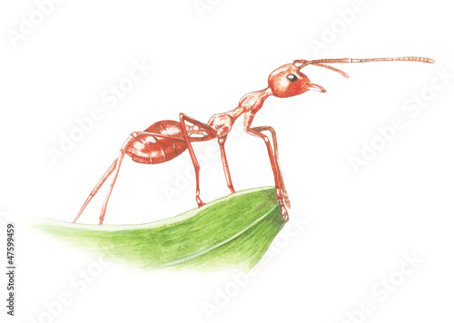 red ant