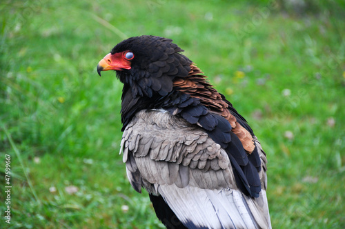 Closeup portrait of a bateleur Eagle