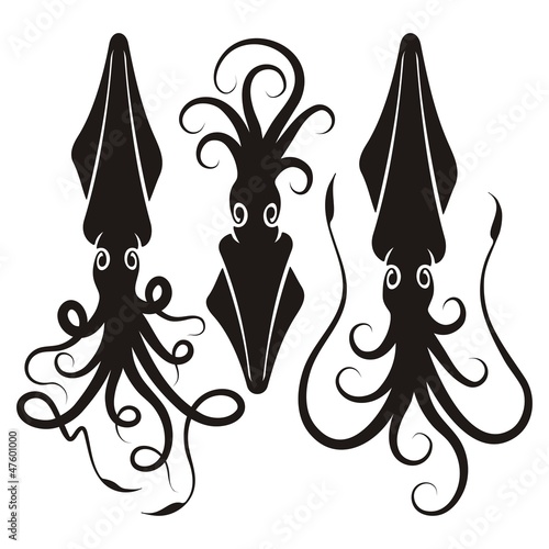 Squid silhouettes