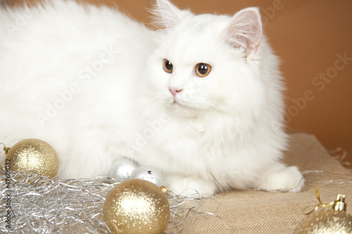 Foto british longhair cat on colored background