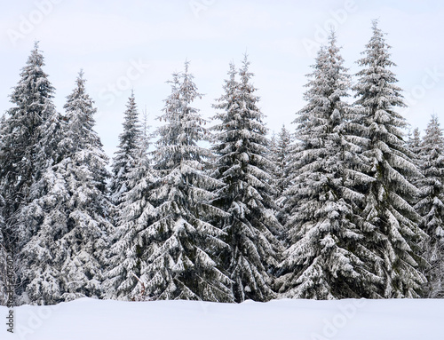 Beautiful winter forest © irishmaster