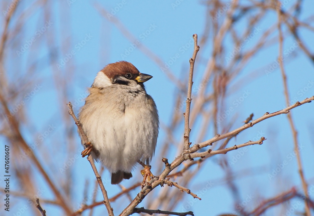 Fototapeta premium Tree Sparrow on branch, Passer montanus