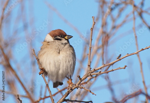 Tree Sparrow on branch, Passer montanus