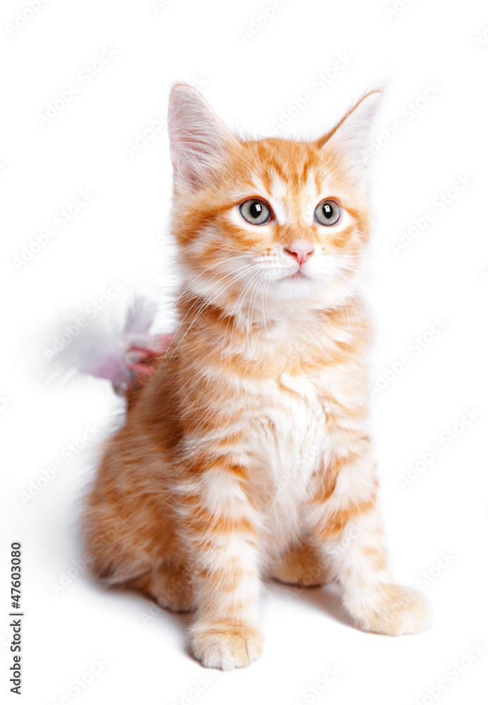 Persian  ginger kitten.
