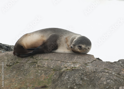 Female fur seals lying on rocks.