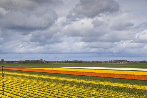 tulip fields in North Netherlands