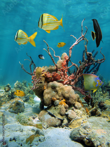 Colorful tropical fish with sponge and zoanthid in a coral reef of the Caribbean sea, Mexico #47606232