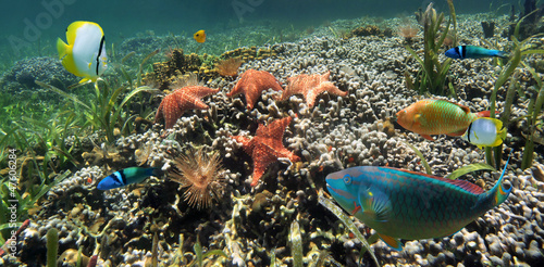 Underwater coral reef with starfish, marine worms and colorful tropical fish, Caribbean sea #47606284