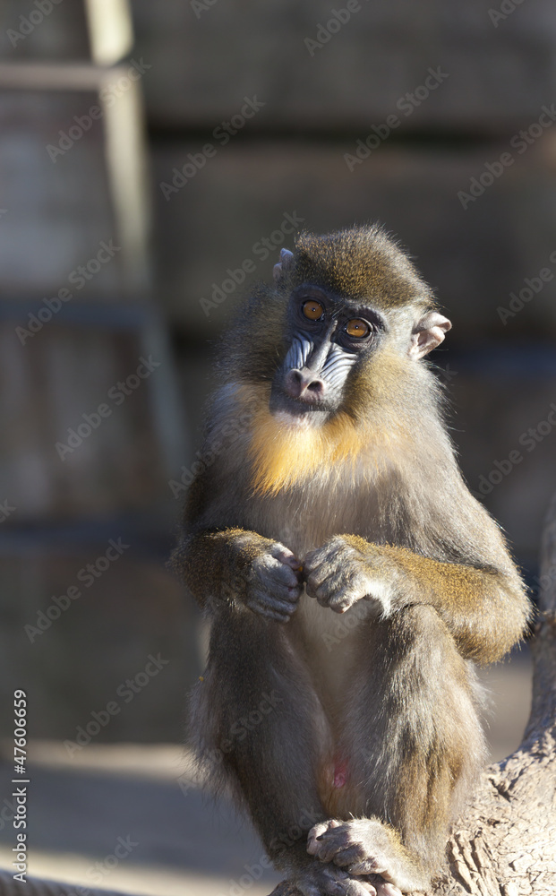 Fototapeta premium Mandrillus sphinx