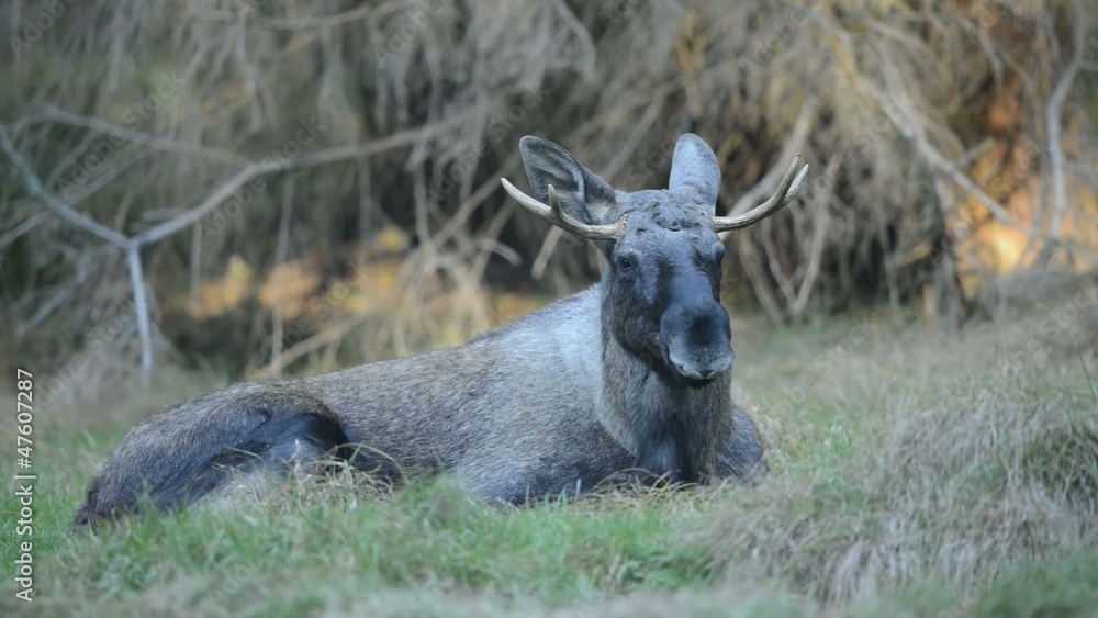 Elch, European elk, Alces alces Elch, European elk, Alces alces