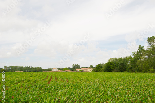 French landscape with maize fields