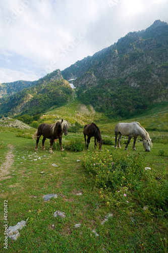 Cavalli pascolo brado, Alpi marittime © defender06