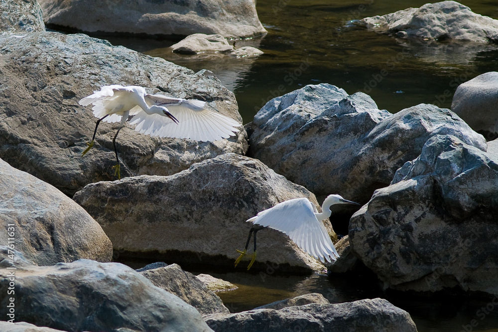 Garzette in volo , Egretta garzetta, torrenti Genova Garzette in volo , Egretta garzetta, torrenti Genova