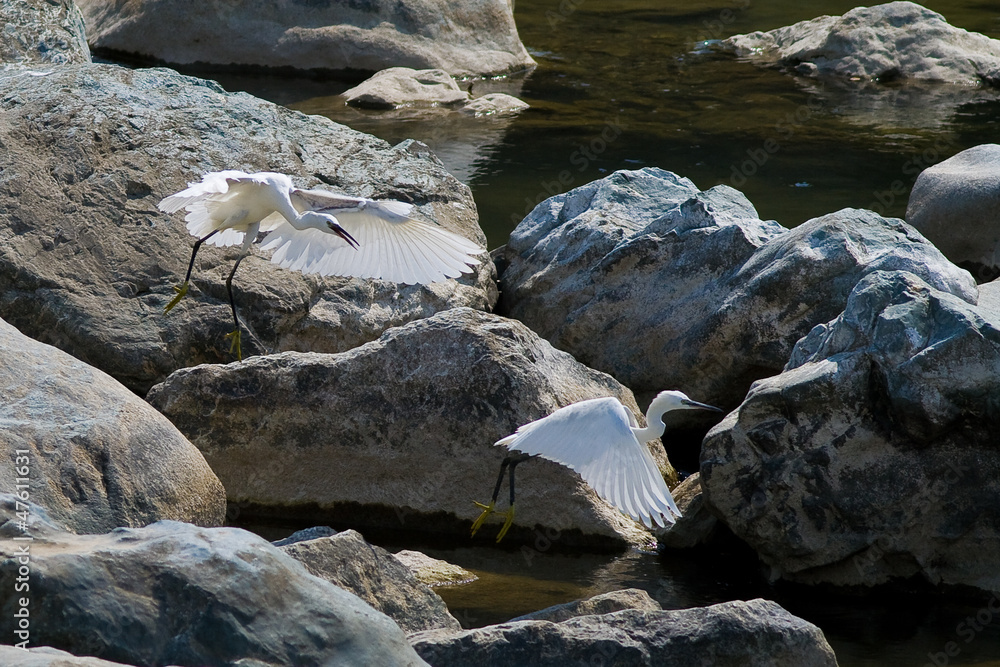 Garzette in volo , Egretta garzetta, torrenti Genova