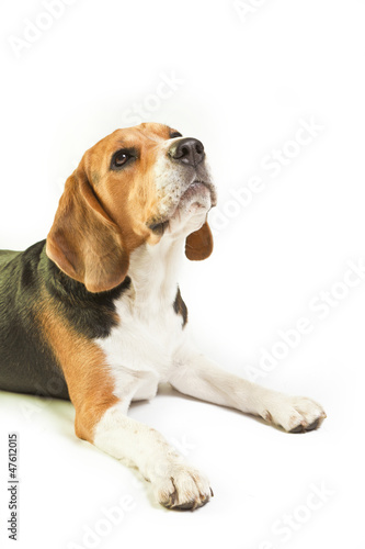 Cute beagle on white