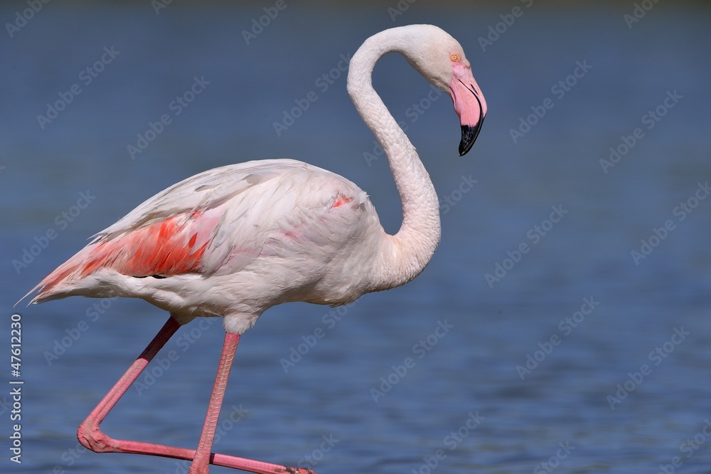 Naklejka premium Fenicottero rosa