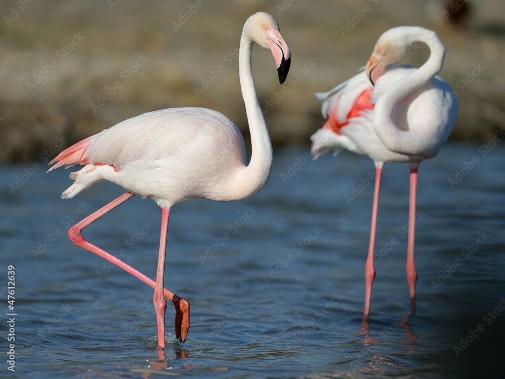 Naklejka premium Fenicottero rosa