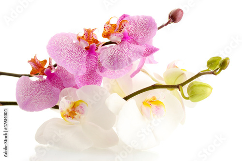 beautiful orchids, isolated on white