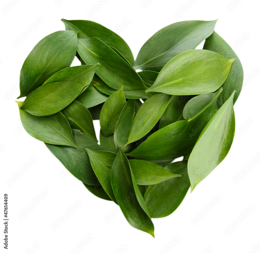 heart of beautiful green leaves, isolated on white heart of beautiful green leaves, isolated on white