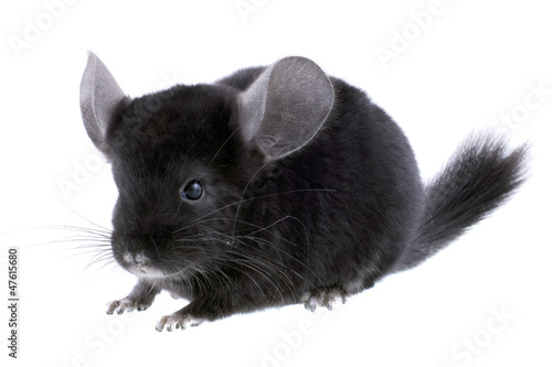 Black ebonite chinchilla on white background. photo